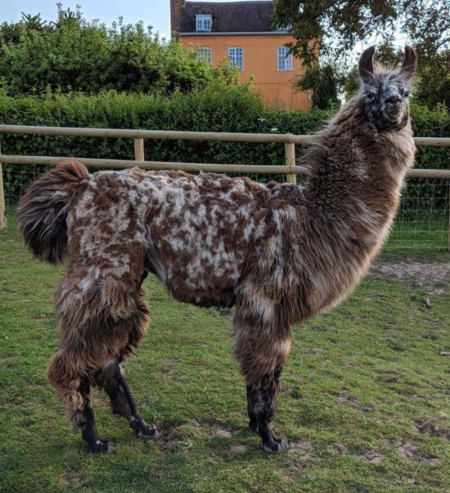 Briery Hill Llamas 9