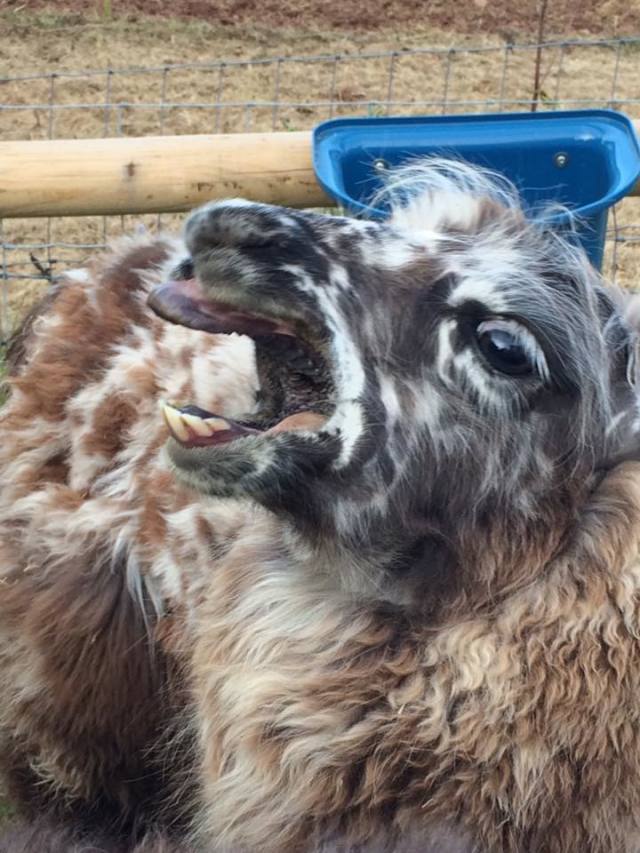 Briery Hill Llamas 12