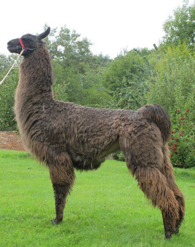 Briery Hill Llamas 3