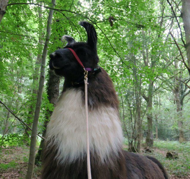 Briery Hill Llamas 9