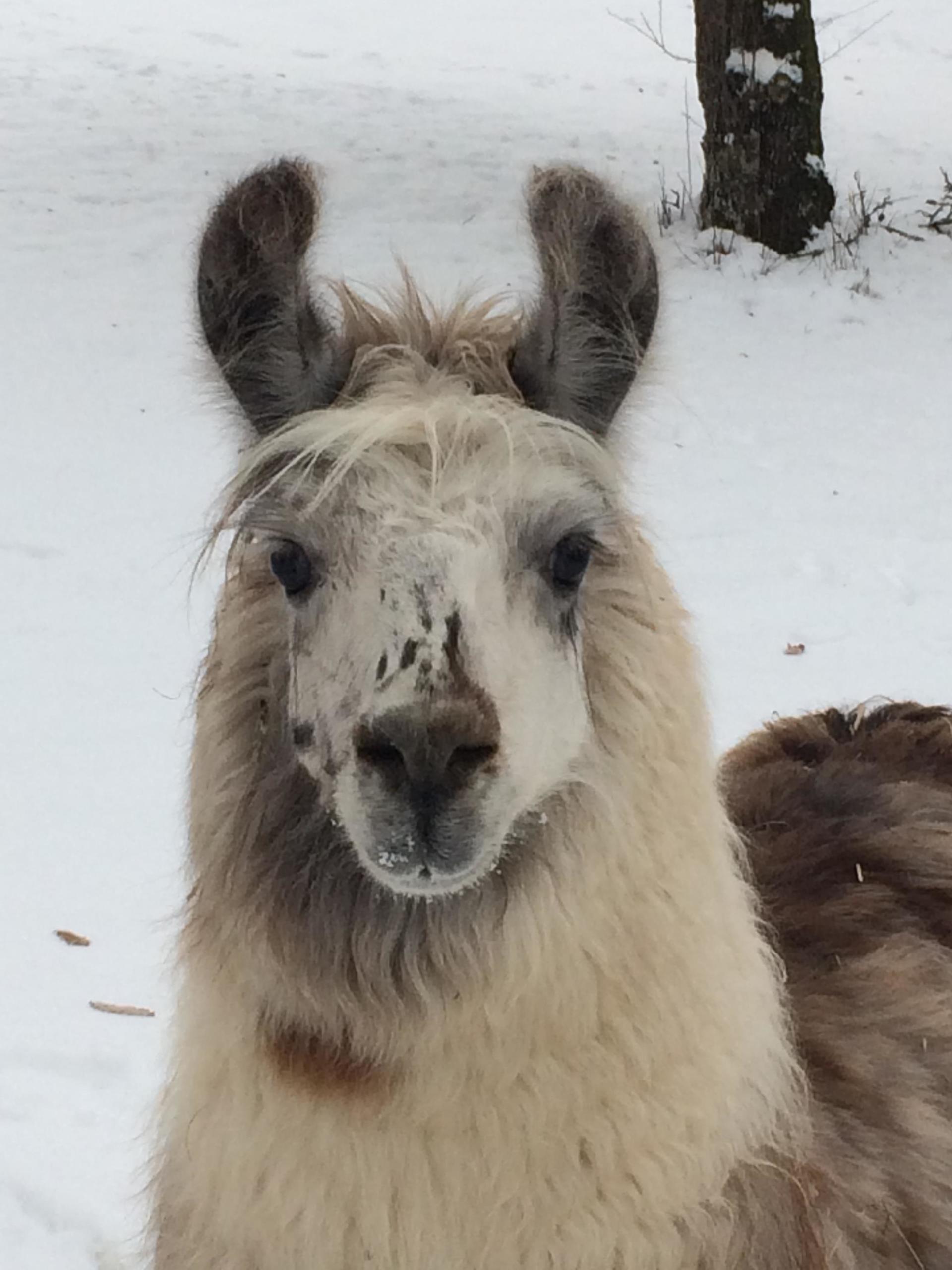 Briery Hill Llamas 1