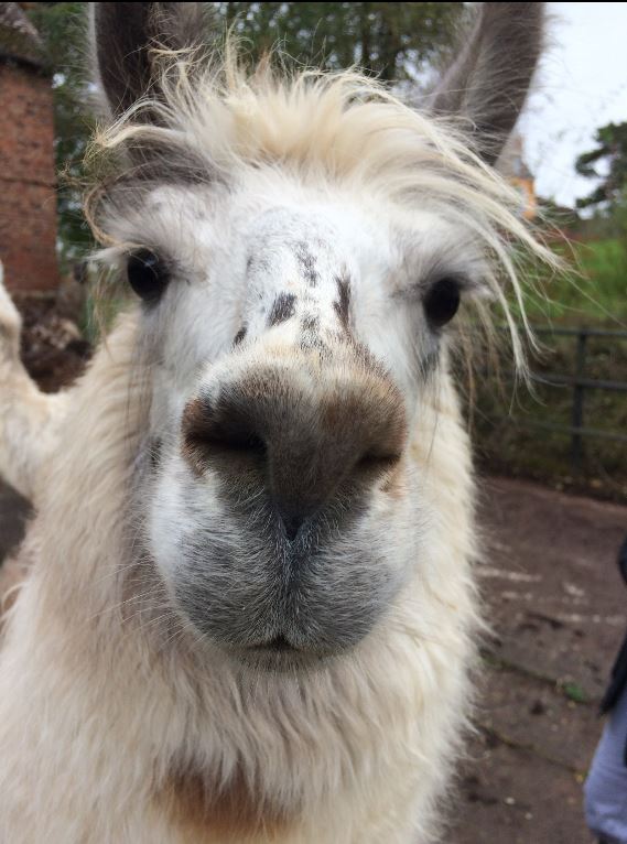 Briery Hill Llamas 3