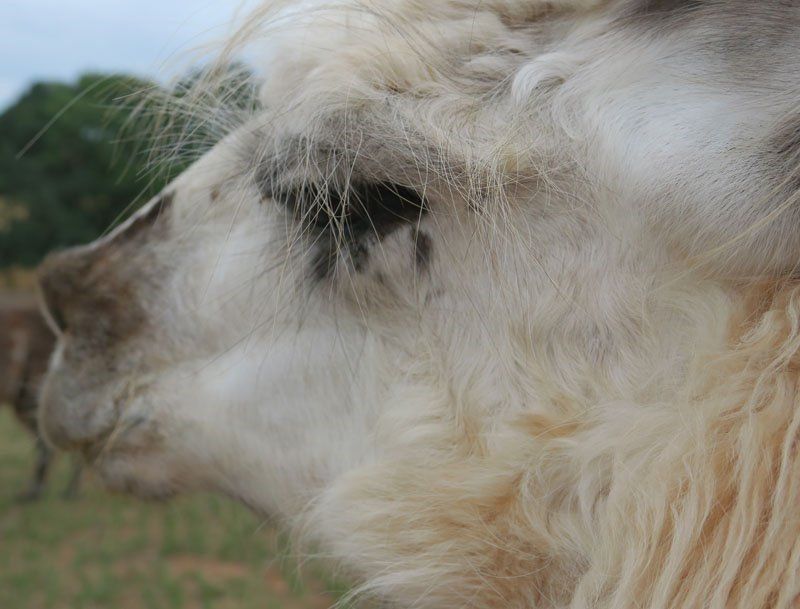 Briery Hill Llamas 4