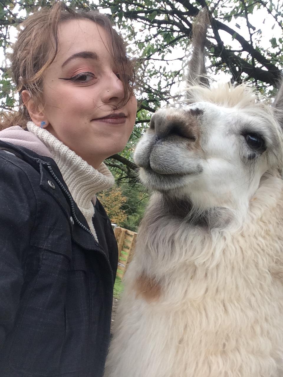 Briery Hill Llamas 2