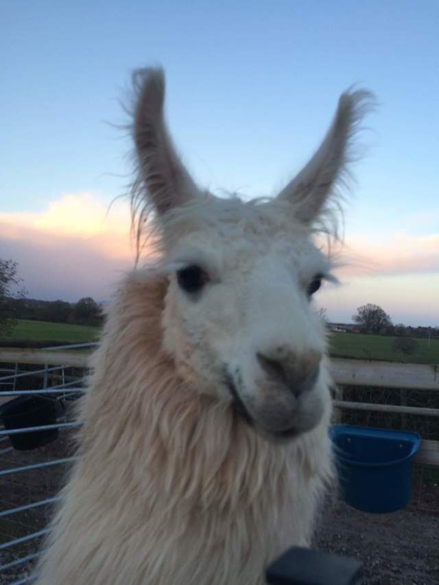 Briery Hill Llamas 8