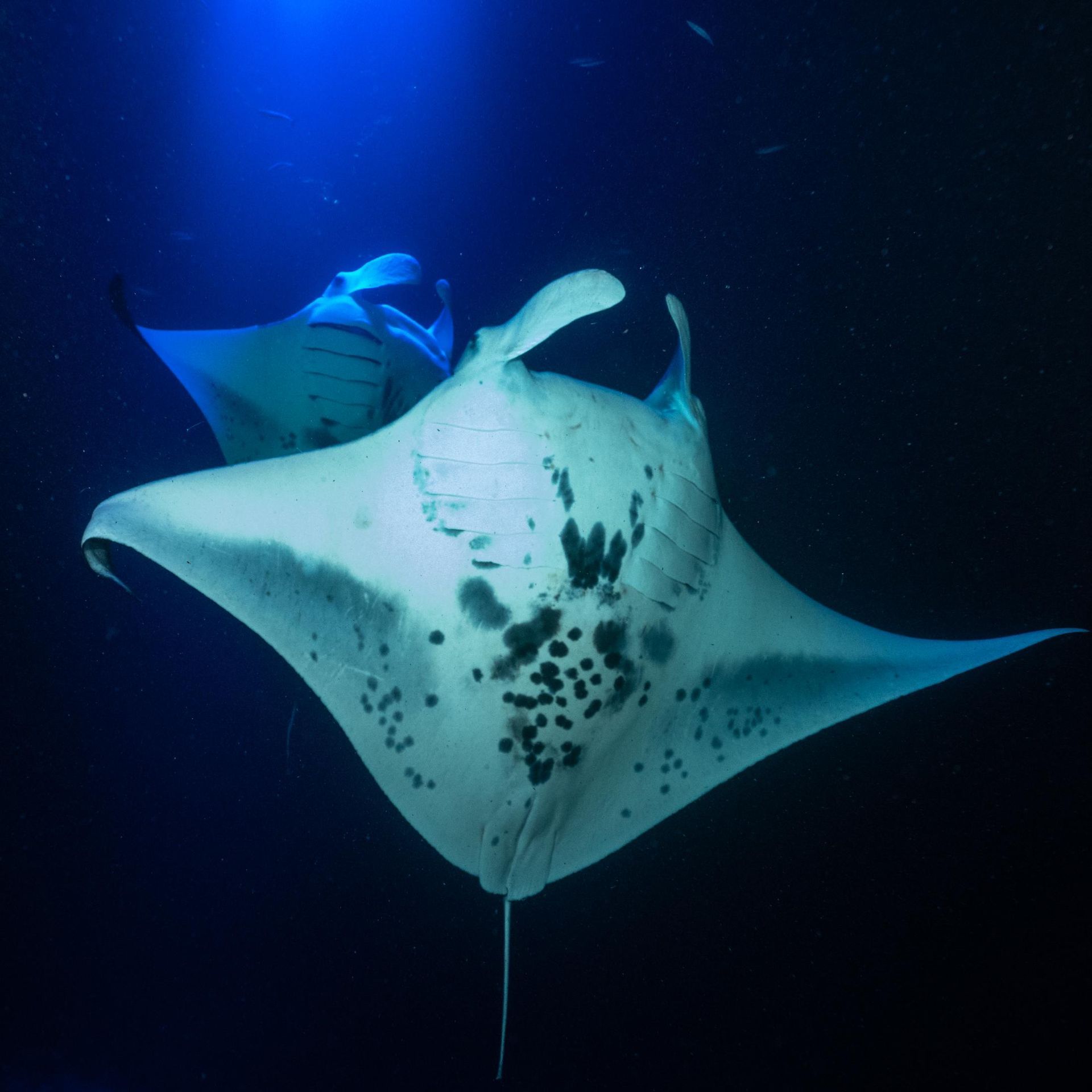 A couple of manta rays are swimming in the ocean.