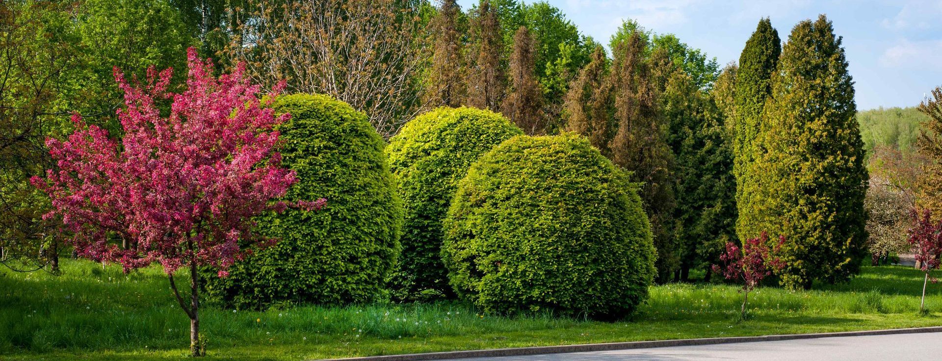 Landscaped Yard With Trees And Shrubs