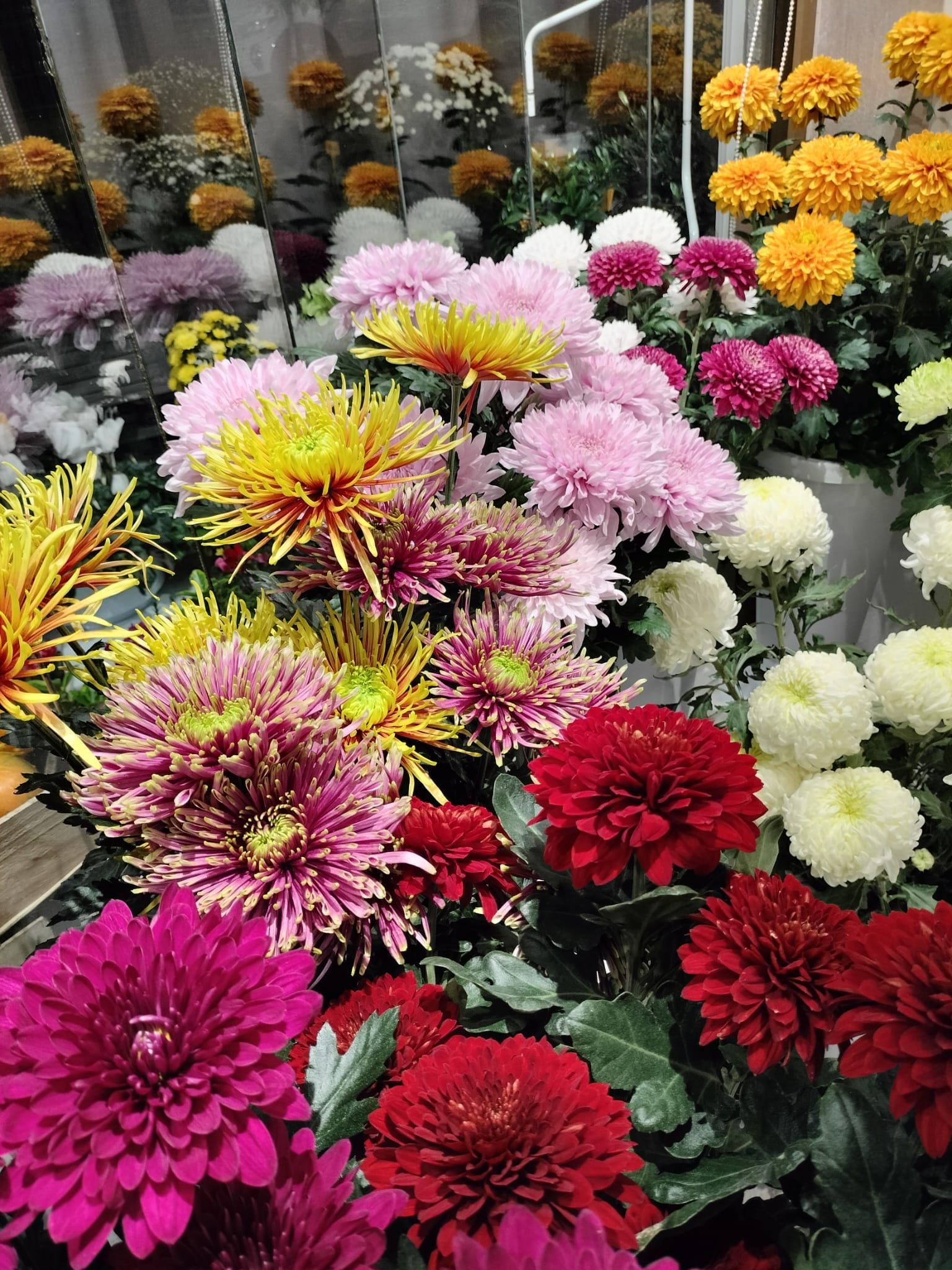 Crisantemi colorati in varie tonalità, tra cui rosso, giallo, rosa e bianco.