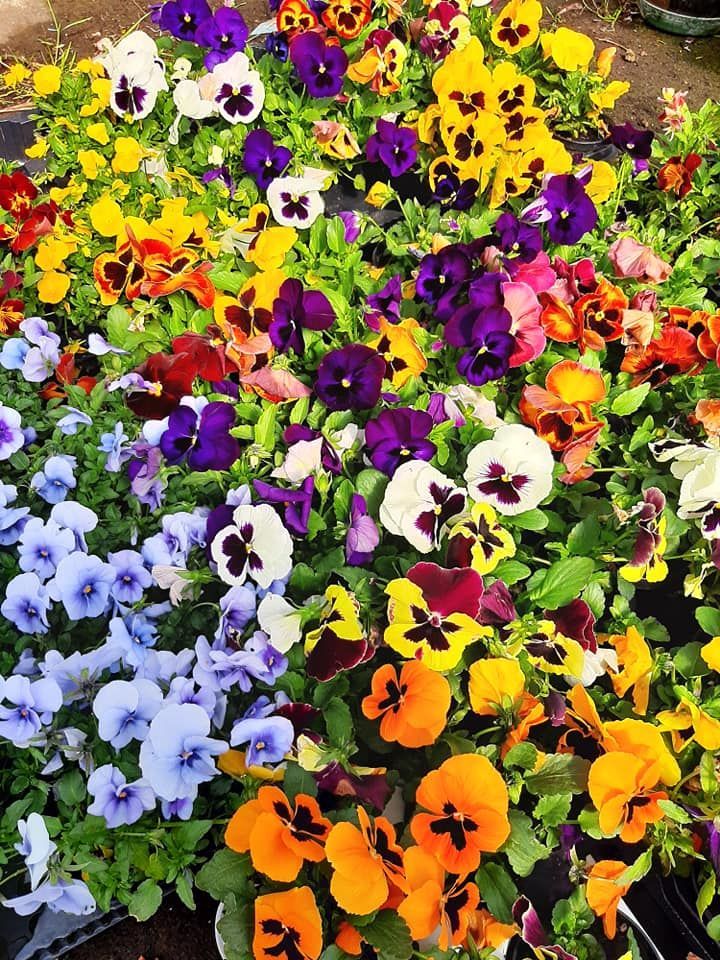 Primo piano di un'aiuola vivace di coloratissimi fiori di viola del pensiero, gialli, arancioni, viola, bianchi e blu.