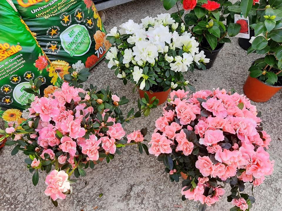 Tre piante di azalea in vaso con fiori rosa e bianchi, appoggiate su una superficie di cemento.