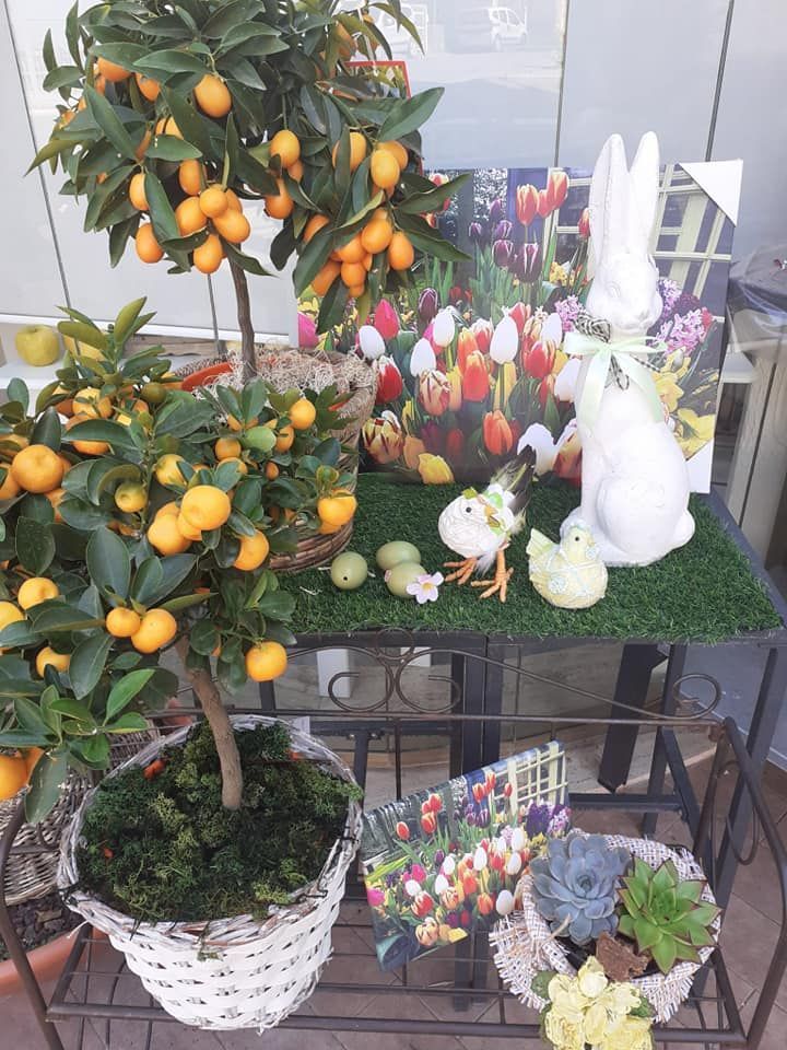 Esposizione pasquale con alberi di agrumi, decorazioni a forma di coniglietto e tulipani.