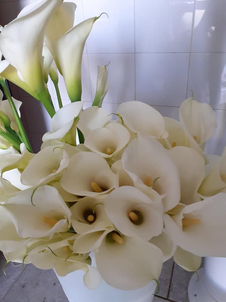 Calle bianche in un vaso, primo piano. Petali bianchi brillanti con centro giallo.