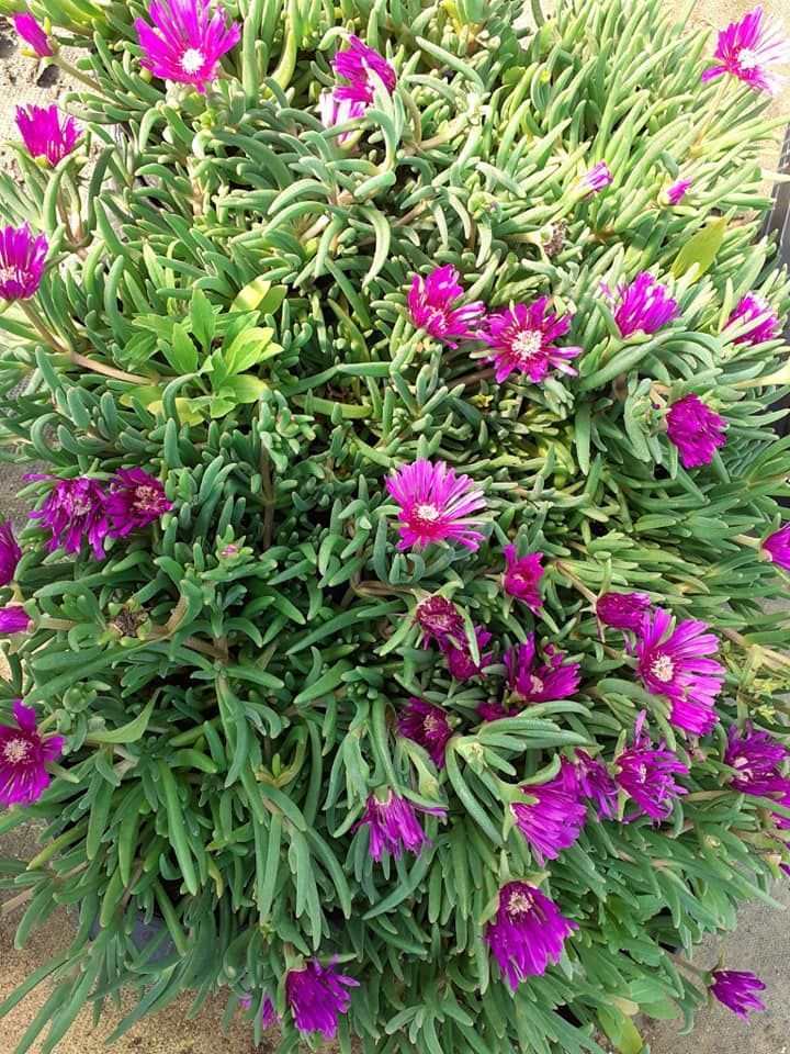 Pianta succulenta verde con vivaci fiori viola simili a margherite.