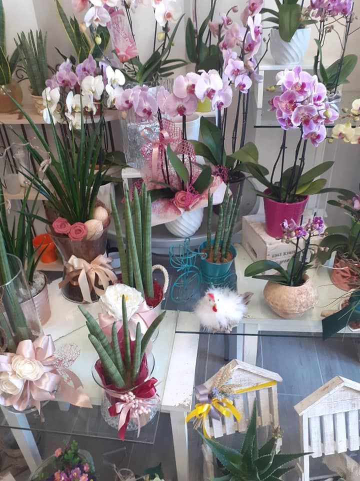 Esposizione di varie piante di orchidee in un negozio di fiori, con fiori rosa, bianchi e viola.