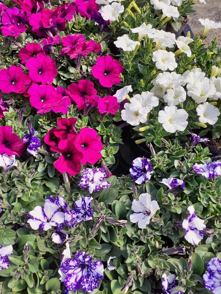 Grappoli di petunie dai colori vivaci: magenta, bianco e viola con motivi maculati.