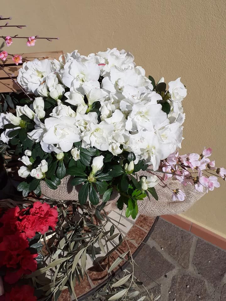 Azalee bianche avvolte in un involucro di iuta, con foglie verdi, altri fiori e uno sfondo di mattoni.
