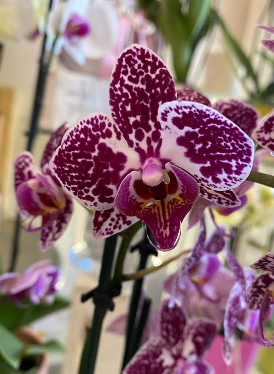 Fiori di orchidea maculati di viola e bianco in fiore.