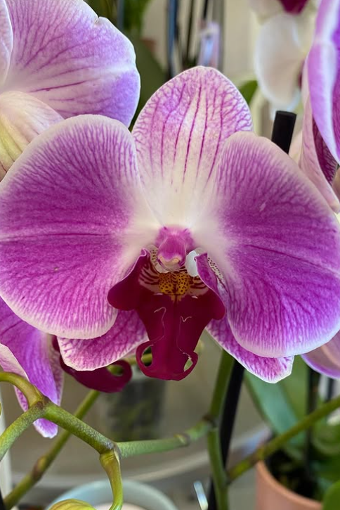 Primo piano di un fiore di orchidea viola e bianco. Petali con motivo a strisce. Labbro rosso intenso.