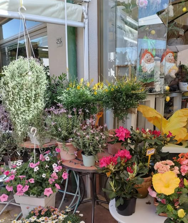 Esposizione di fiori con varie piante in vaso e verde pensile.