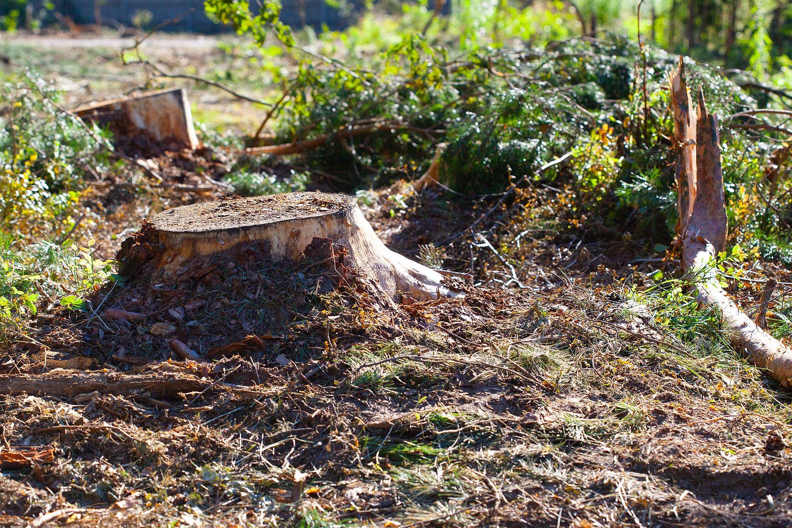 A stump of a tree in the middle of a forest.