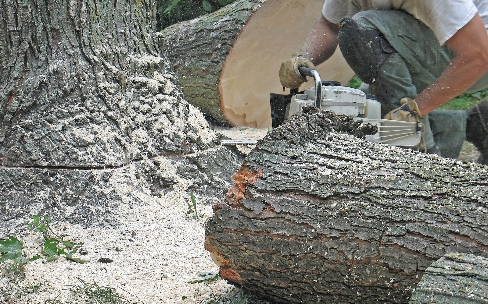 A man is cutting a large log with a chainsaw.