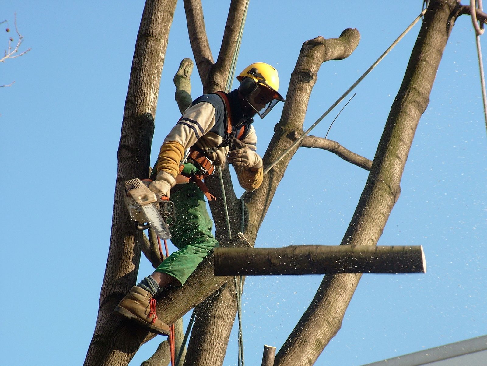 A man is cutting a tree branch with a chainsaw