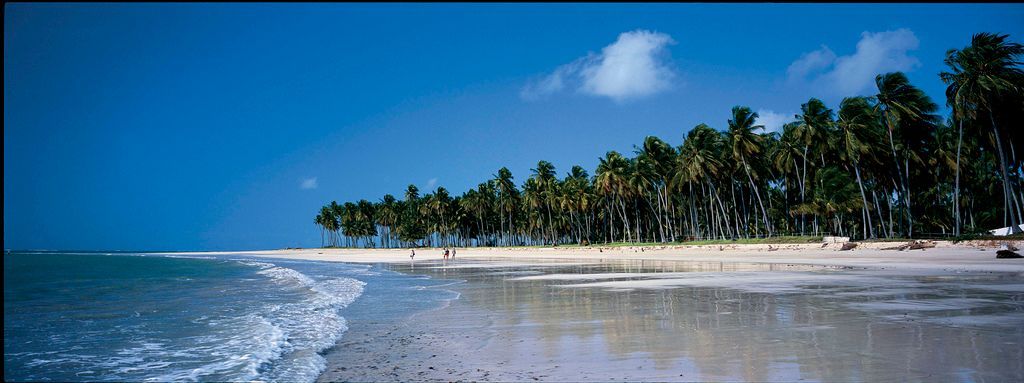 Praia com céu azul, palmeiras e ondas do oceano.