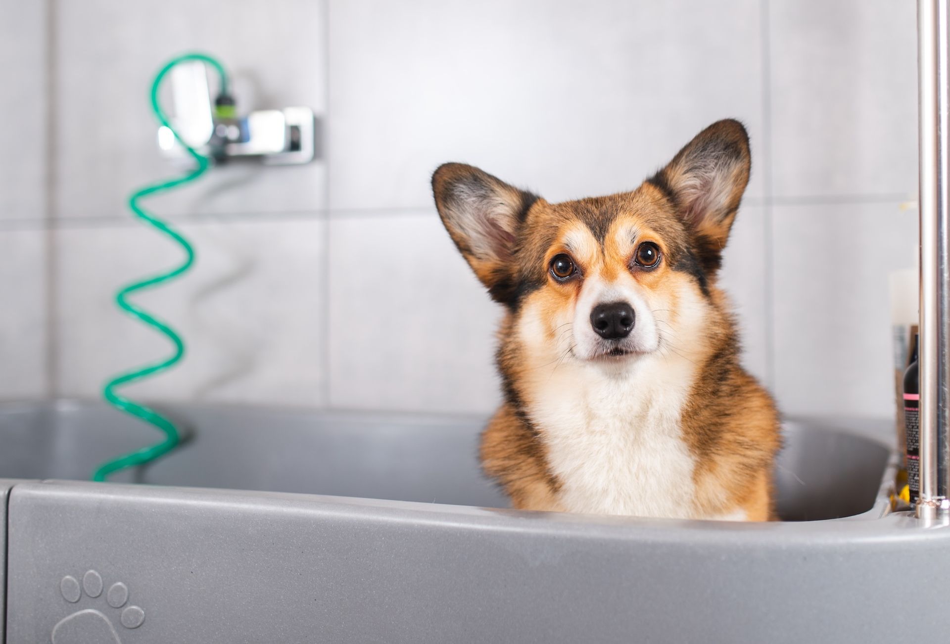 A corgi dog is taking a bath in a bathtub.