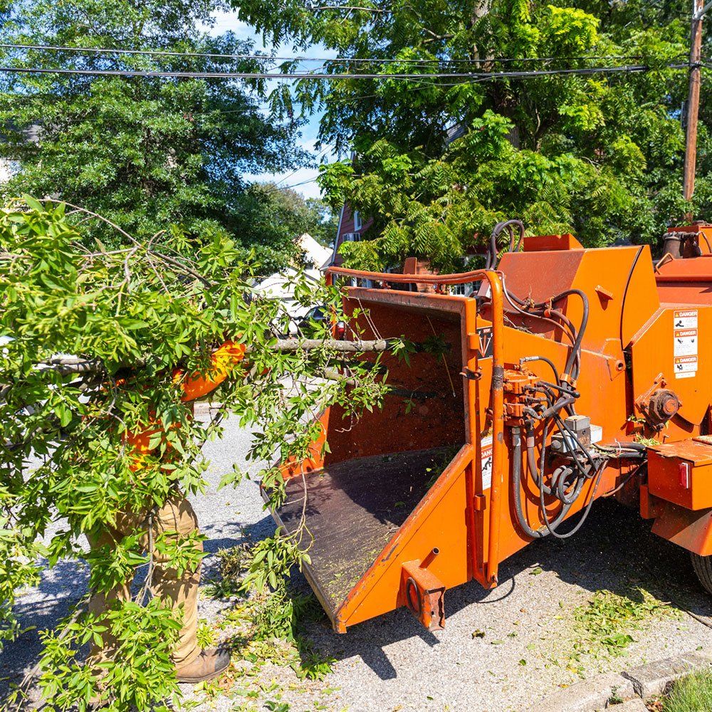 Tree Being Fed Into Wood Chipper — Napa, CA — Wallace Tree Service Experts