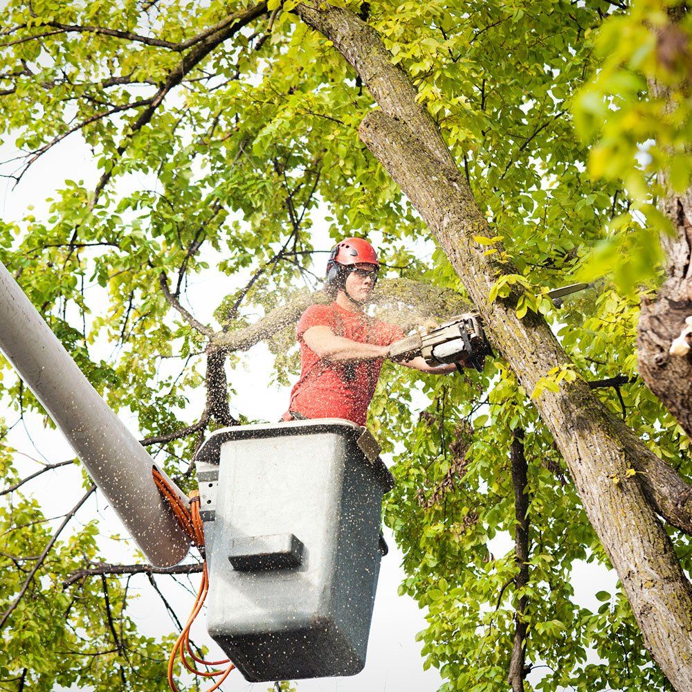 Man Working on Removing a Tree Branch with Chain Saw — Napa, CA — Wallace Tree Service Experts