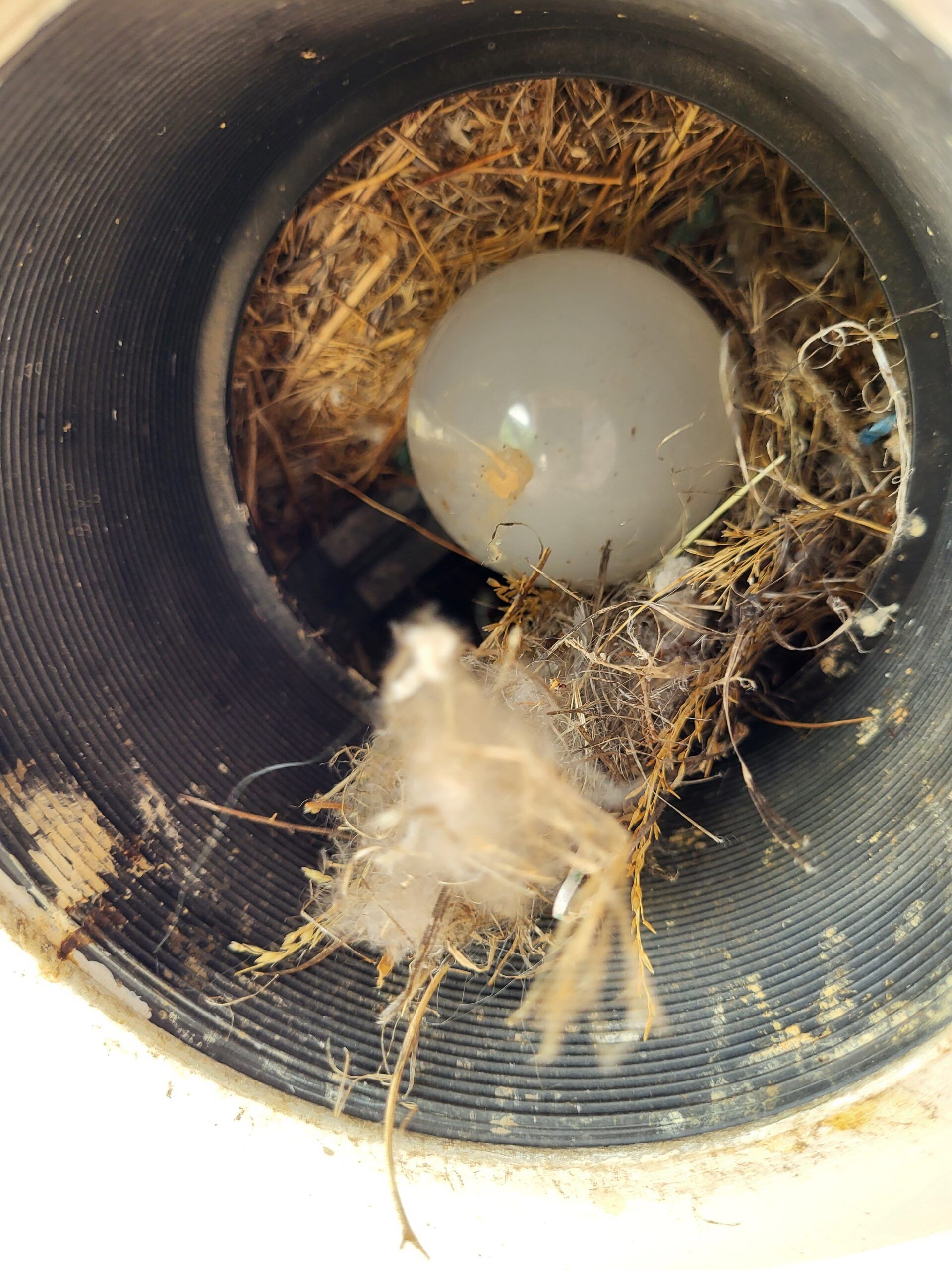 A bird nest with a light bulb in it