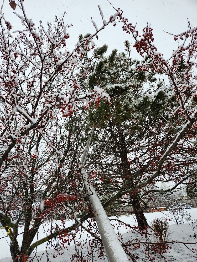 A snowy tree with red berries and a pole in the foreground