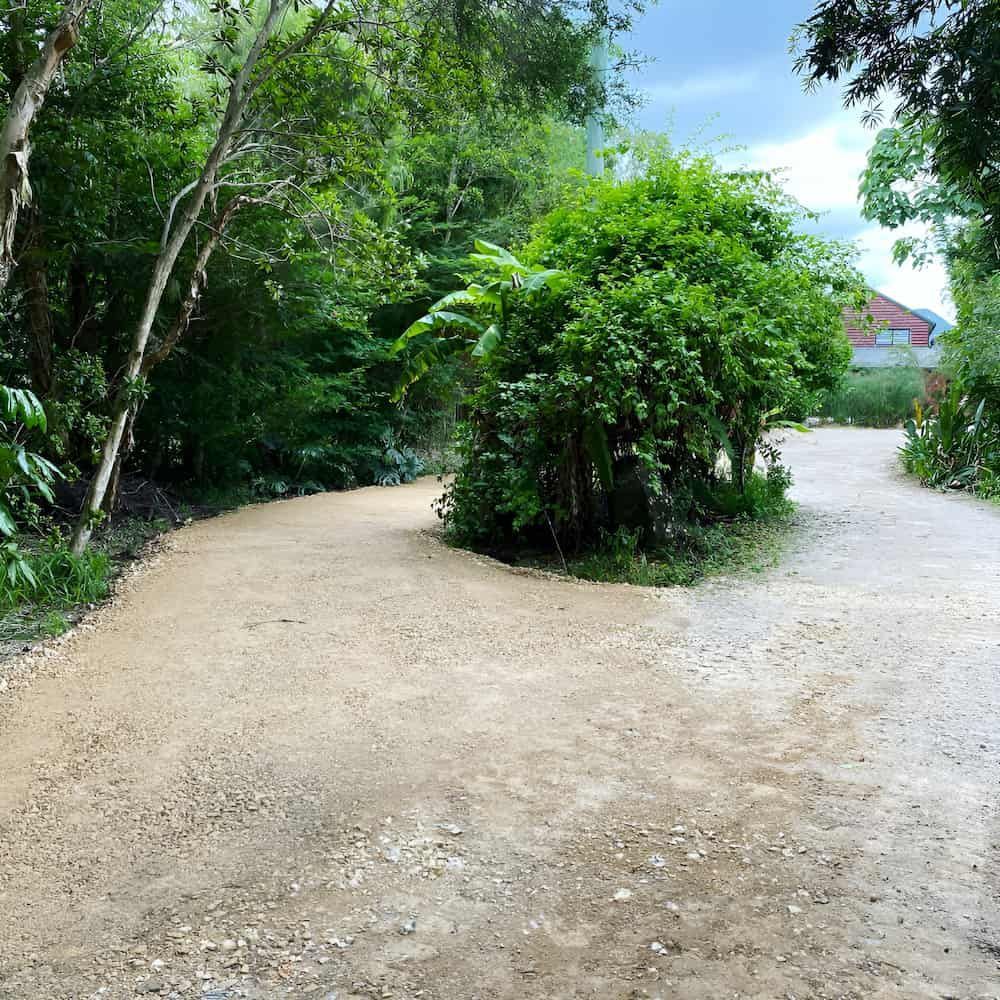 A Dirt Road Going Through A Forest With Trees On Both Sides — Wilsons Excavations & Plant Hire in Myocum, NSW
