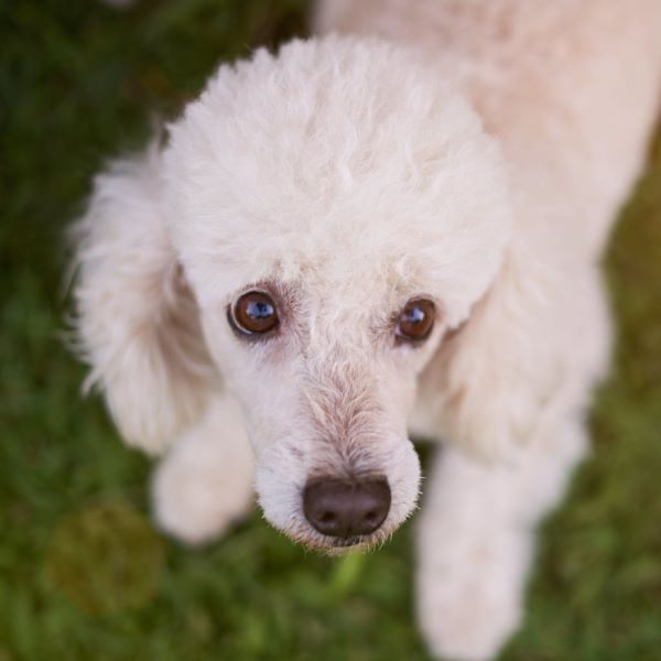 A small white poodle is looking up at the camera.