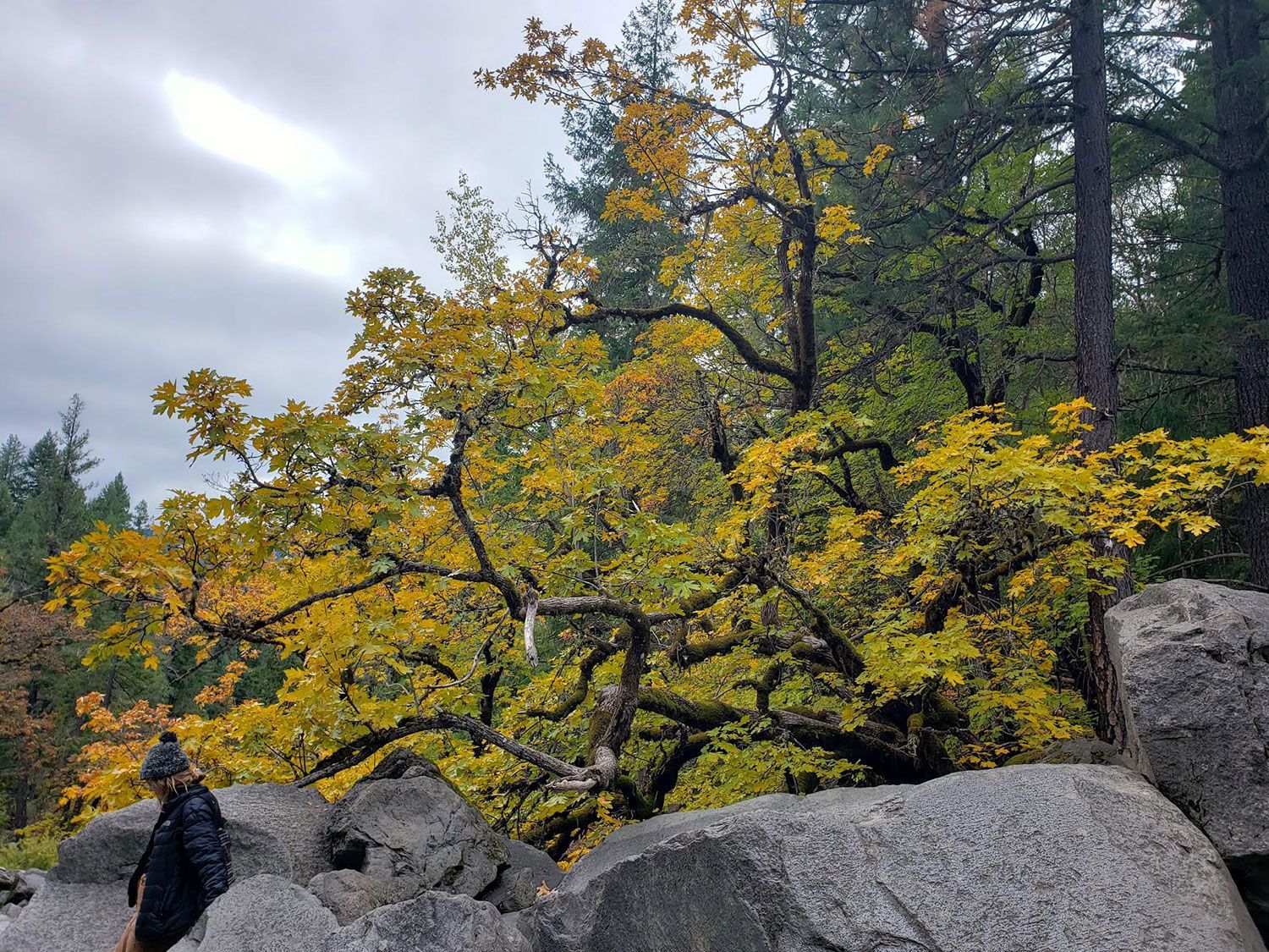 Tree Pruning And Trimming