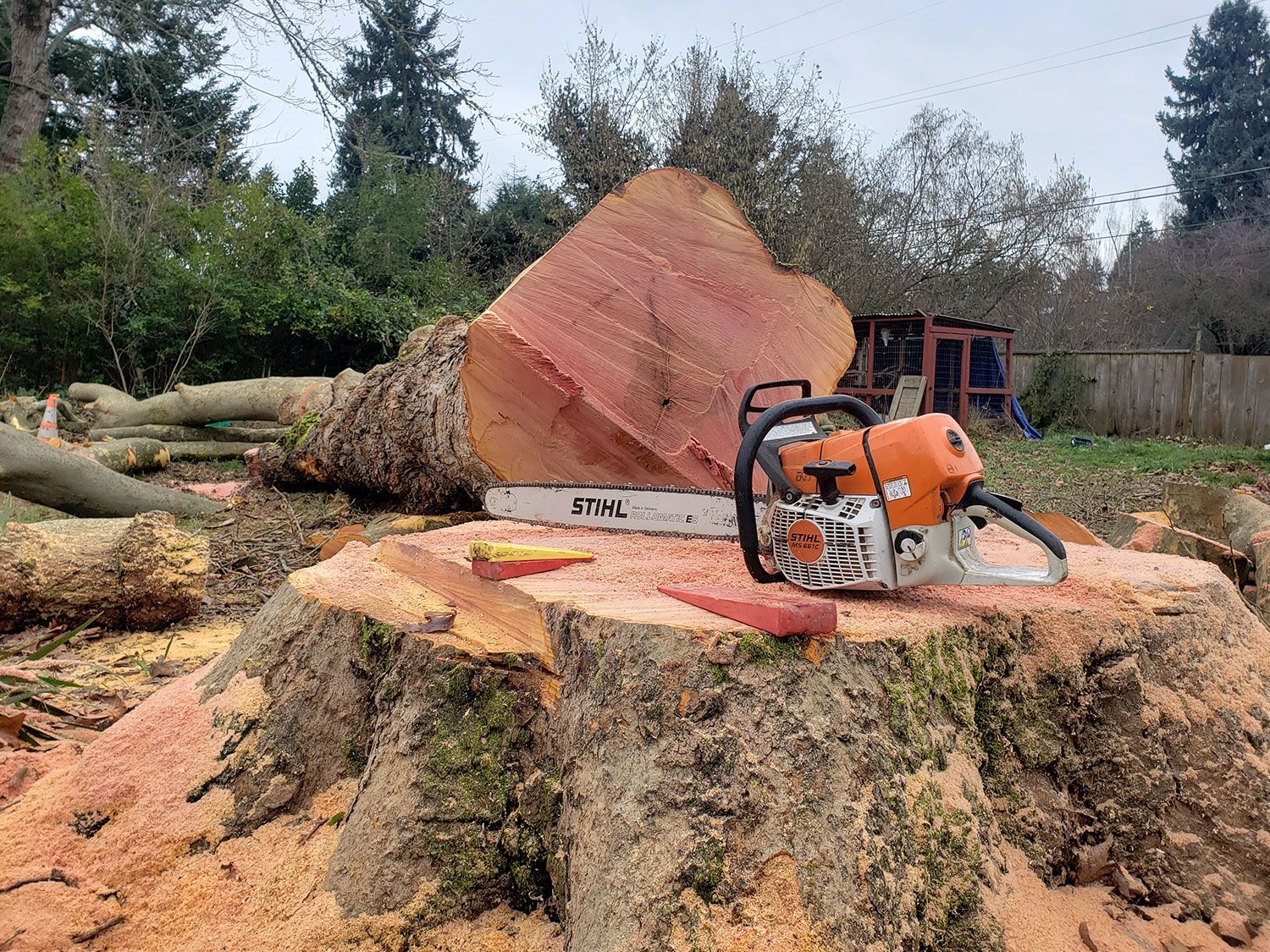 Tree Removal, Tree Felling
