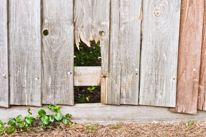 Weathered wooden fence with a hole, green vegetation peeking through.