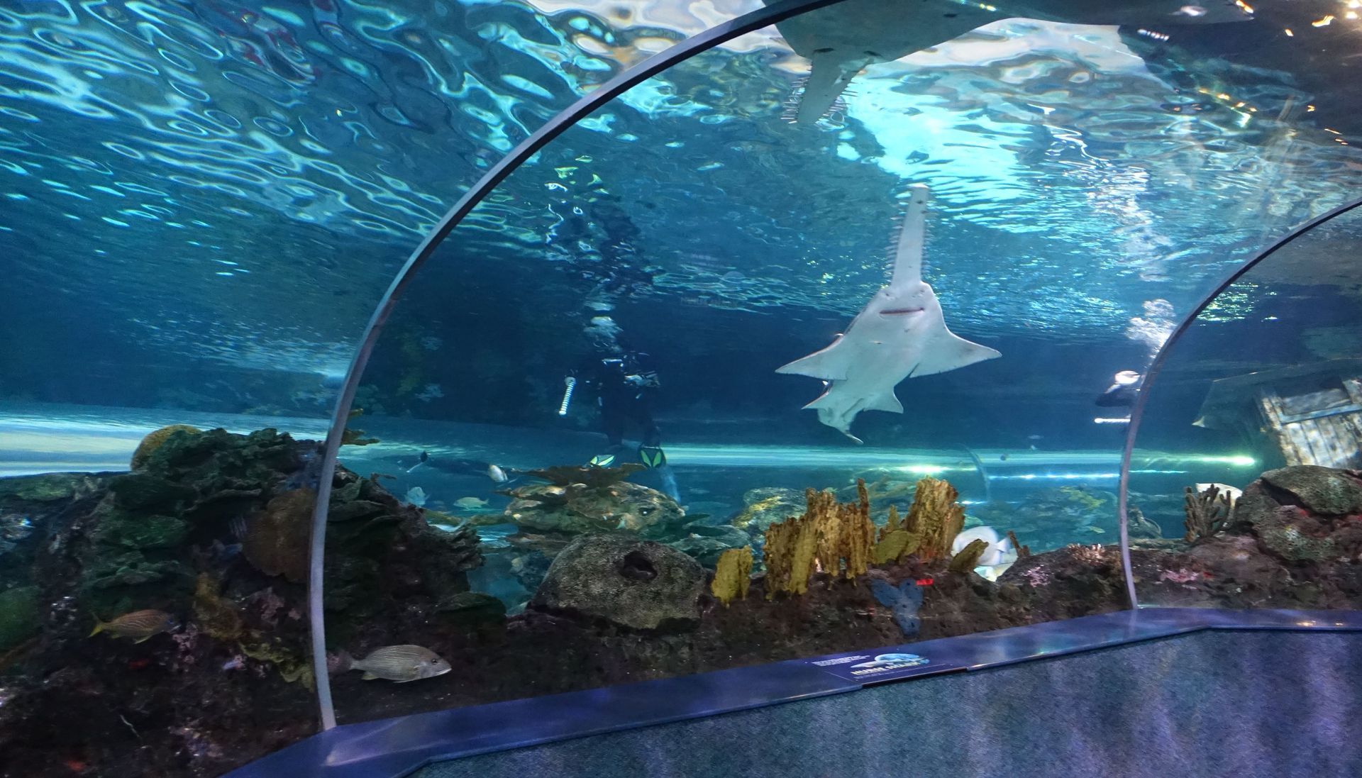 A stingray is swimming in a tunnel aquarium.