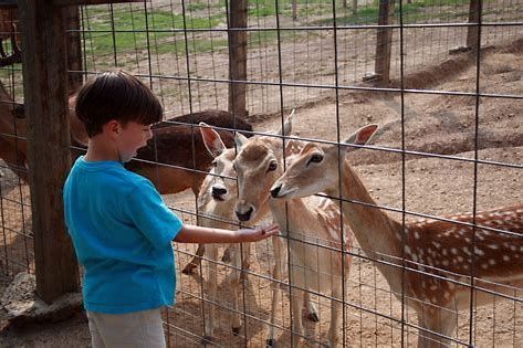 A young boy is feeding a herd of deer through a fence.