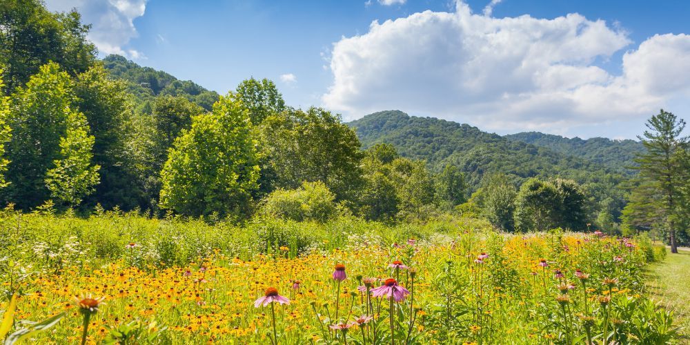 Roan Mountain State Park