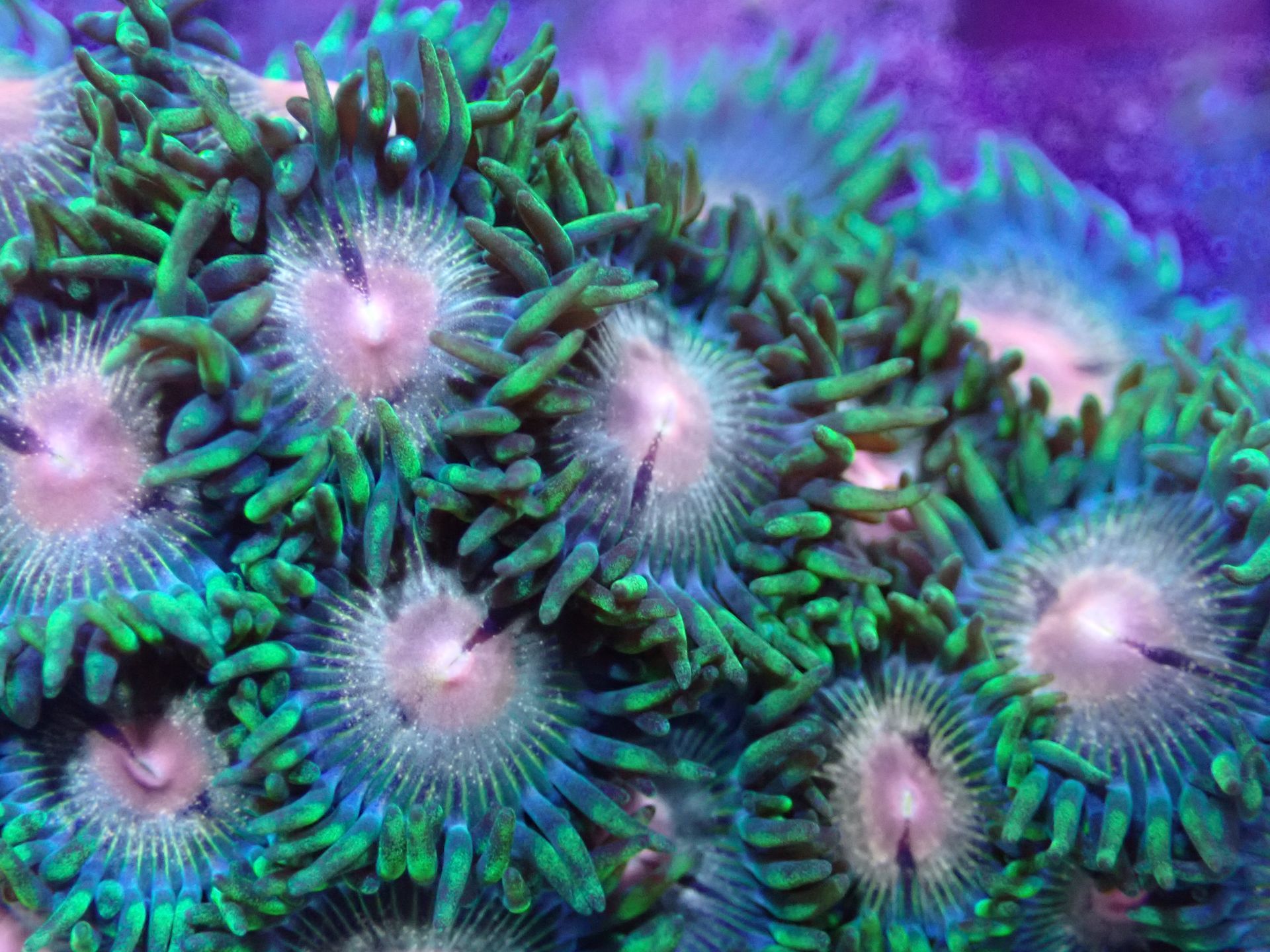 A Group of Clown Fish Are Swimming in a Tank — Finatics Marine in Macquarie, NSW