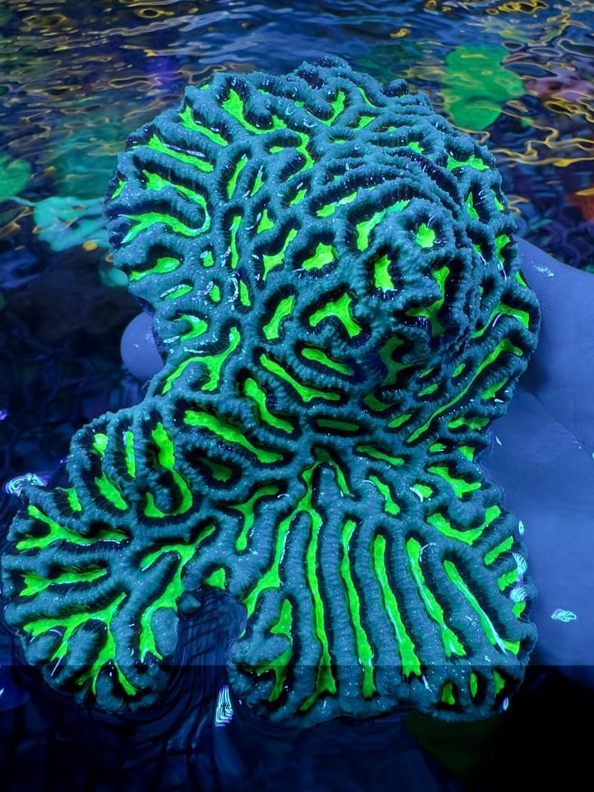 A Green and Blue Coral is Glowing in the Dark — Finatics Marine in Macquarie, NSW
