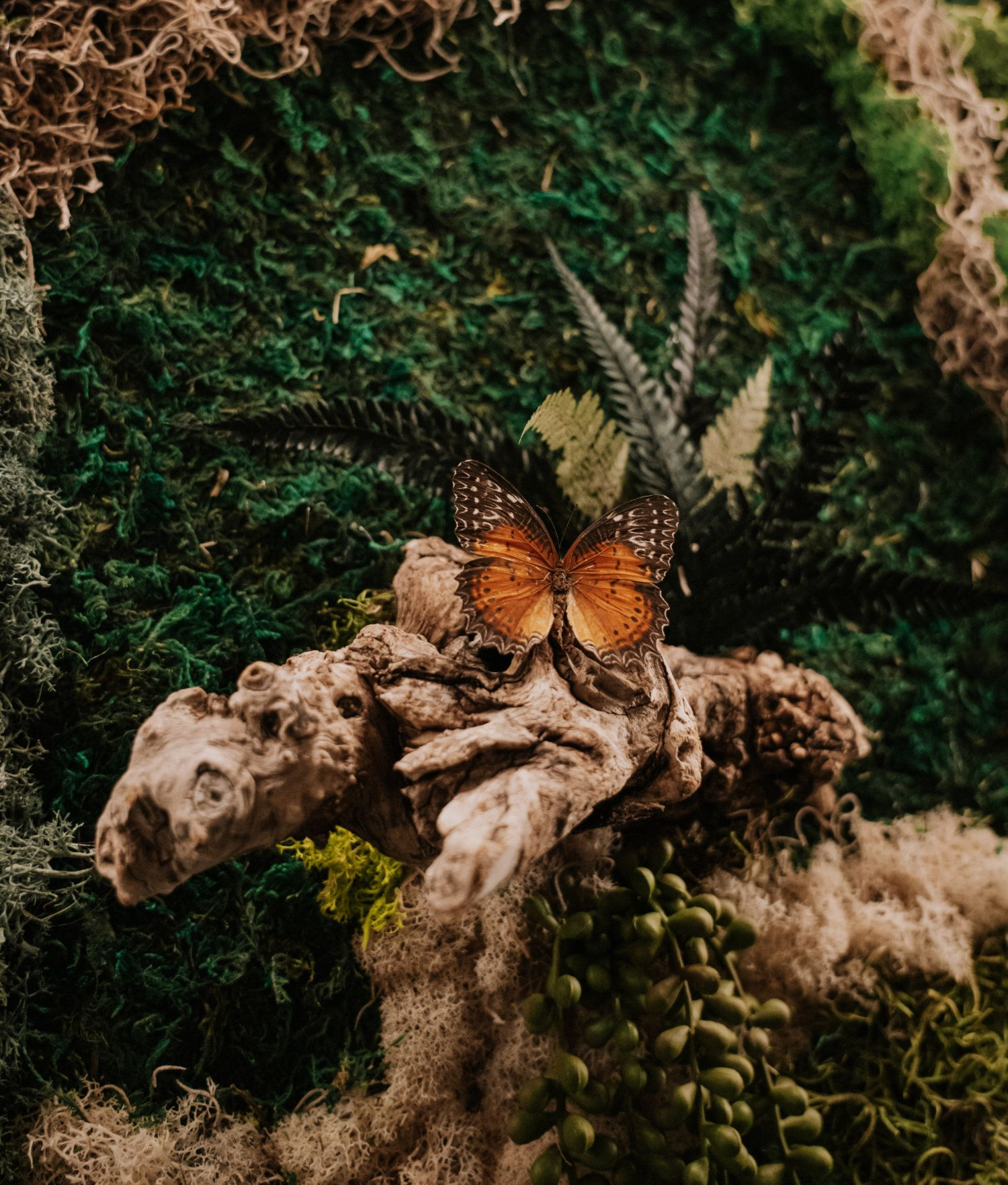 Butterfly with orange wings perched on driftwood amidst green moss and plants.