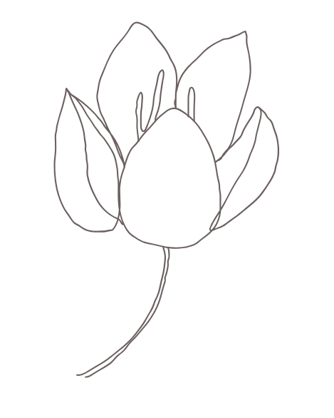 Line drawing of a closed flower bud with three petals and a long stem.