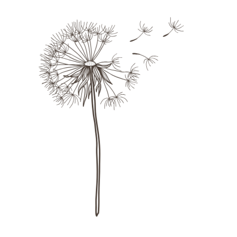 Dandelion seed head with seeds blowing away; pen and ink style illustration.