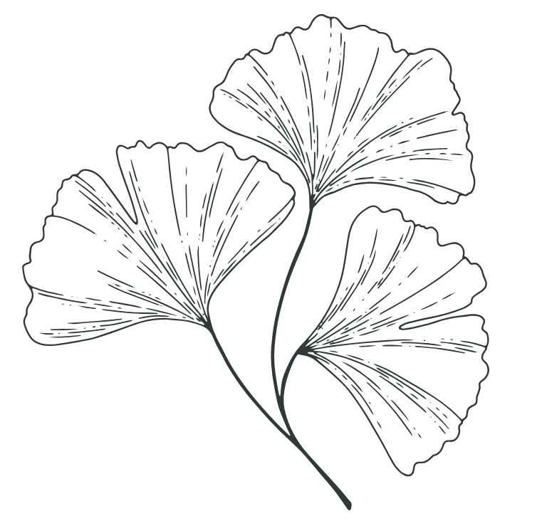 Three ginkgo biloba leaves on a stem, black line art.