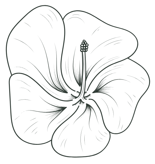 Hibiscus flower with five large petals, stem, and stamen in black and white.