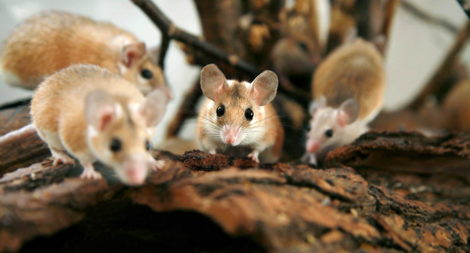 Group Of Mice — Laplace, LA — Freedom Pest Control & Termite Services Inc