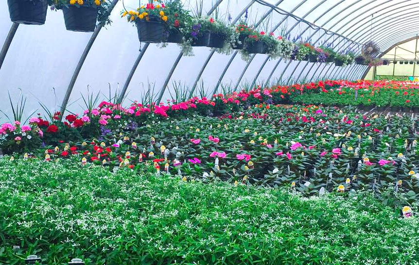 Greenhouses in Roanoke, VA