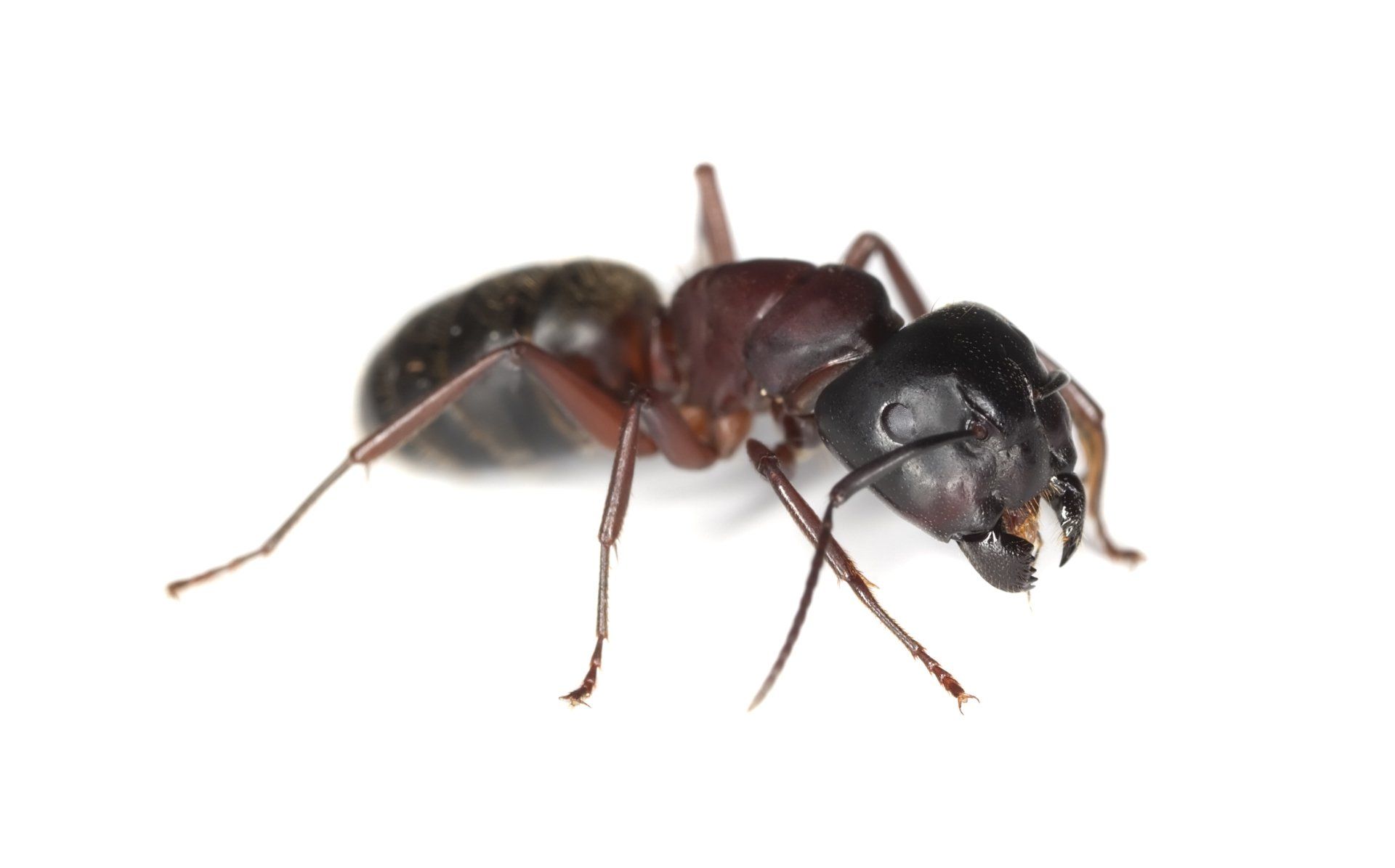 Carpenter Ants — Mansfield, TX — Organic Pest Services